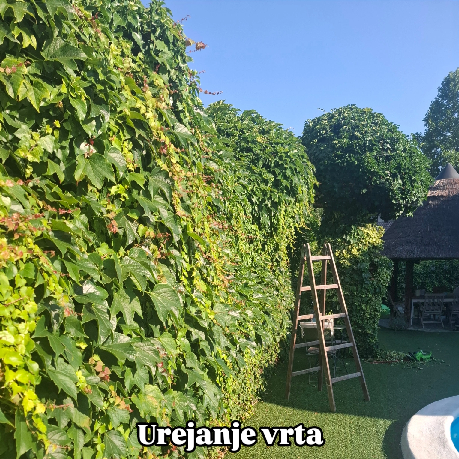 Urejanje žive meje